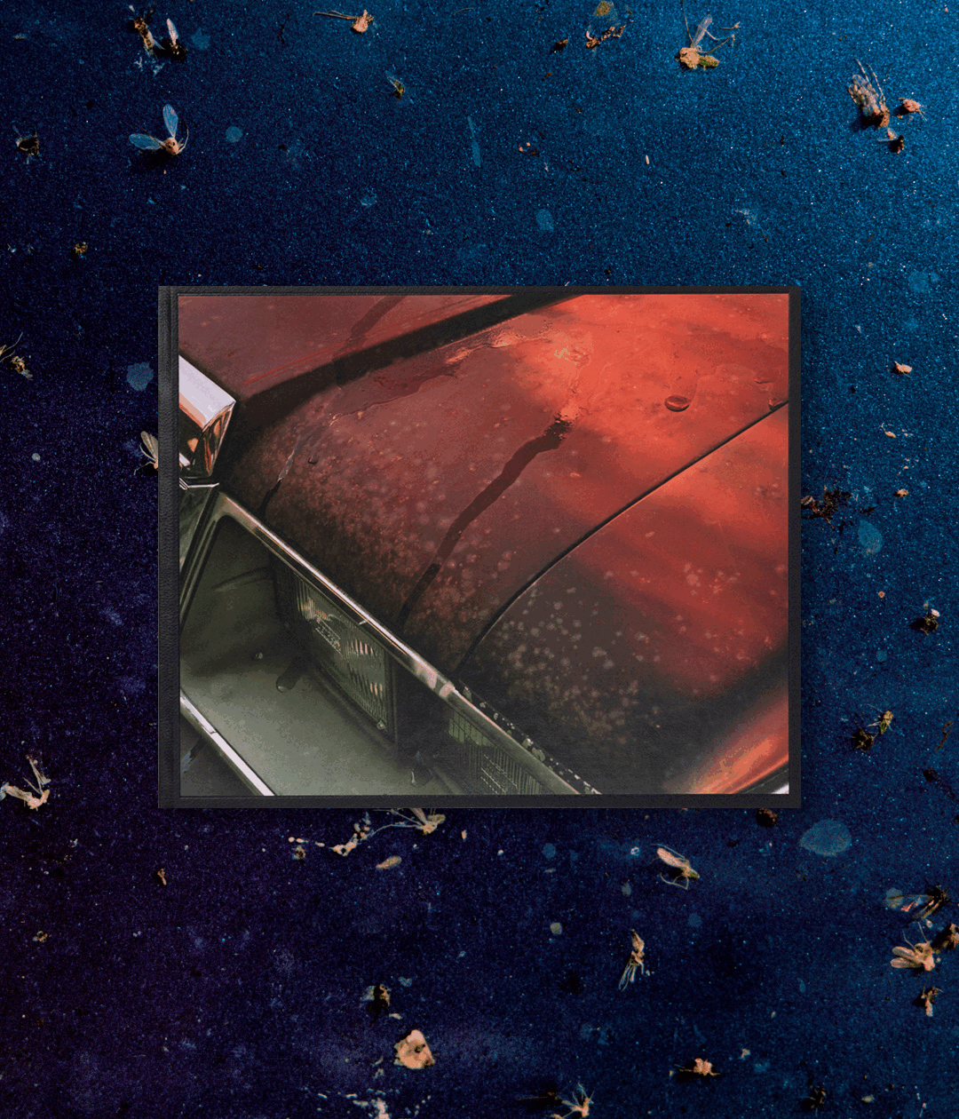 TBW Books - Windscreen by Phil Jung